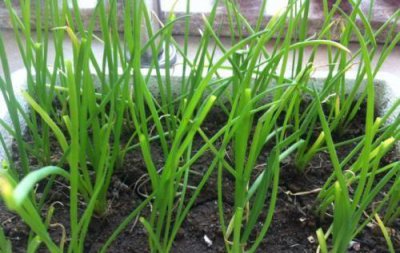 怎样栽葱才能长得快 怎样让盆栽种植都小葱快速生长