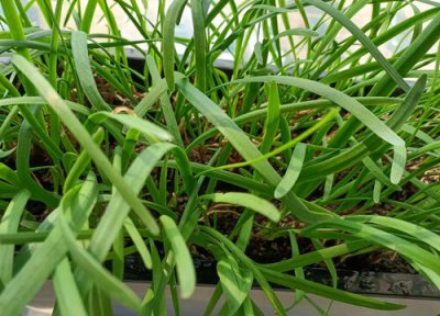 韭菜根移栽时间方法和注意事项 移栽韭菜根怎么繁殖快