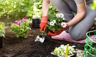 庭院花坛适合种什么花卉 庭院花坛适合种哪些花卉