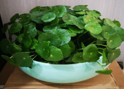 金钱草叶子发黄什么原因 金钱草有黄叶干了补救处理