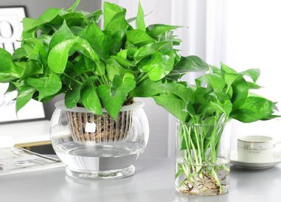 水养绿萝怎么爆盆 爆盆养殖方法