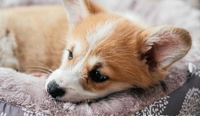 泰迪为什么要断尾处理 是为了好看还是延长寿命