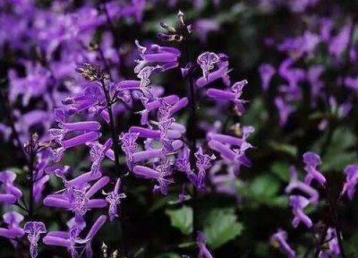 特丽莎薰衣草的养殖方法 特丽莎薰衣草的养殖方法和注意事项