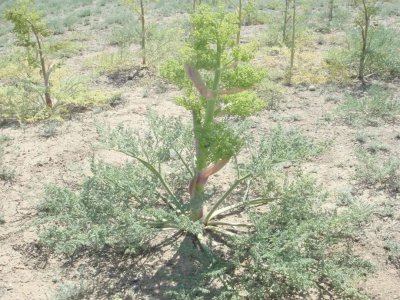 阿魏钓鱼到底有没有用 阿魏怎么使用的效果才最好