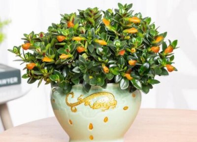 金鱼吊兰不开花了 金鱼吊兰突然不开花是什么原因造成的