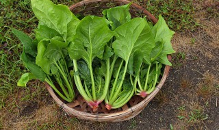 新鲜菠菜吃不了怎么保鲜好 新鲜菠菜如何保鲜