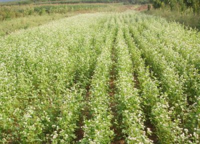 荞麦生长期 荞麦生长期多少天