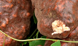 新鲜何首乌的正确吃法 何首乌的正确吃法介绍