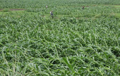 夏季玉米倒伏是什么原因造成的 防止玉米倒伏现象措施