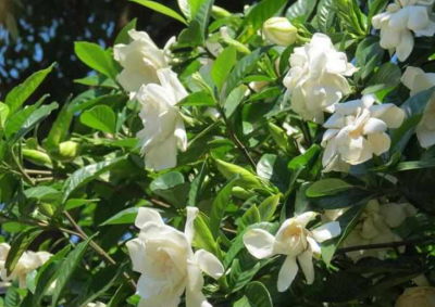 春天开花的植物 5种春季开花植物好看又好养