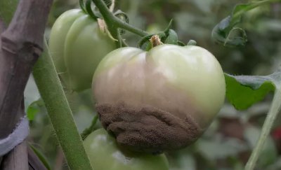 番茄灰霉病的发病规律与症状特点 番茄灰霉病的防治方法