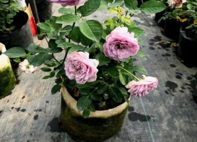 蔷薇花耐寒吗 蔷薇花耐寒最低温度