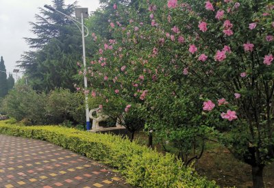 简述计划类文书的特点 计划类文书的分类特征和作用