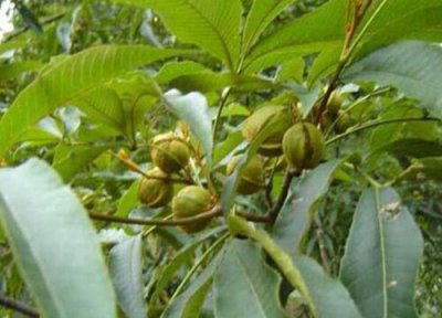 山核桃产地 山核桃什么时候成熟