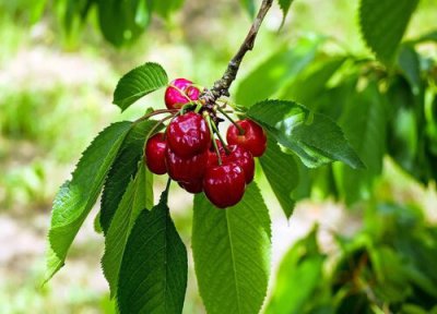 含铁的水果有哪些 含铁质的水果有哪些