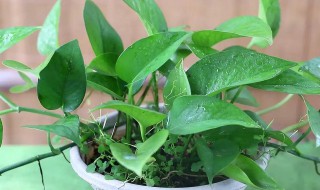 绿萝叶子小怎么办 绿萝叶子小如何处理
