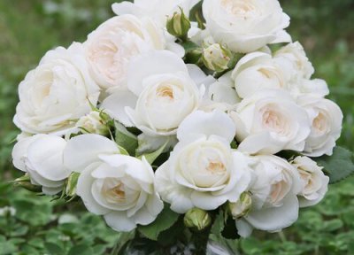 月季如何长的旺盛 月季怎么养护长势旺