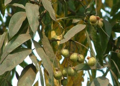 鸡树子树值钱 鸡树子树值钱吗 市场价格