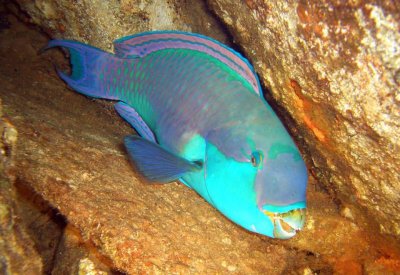 鱼是脊椎动物吗 鱼处于低能耗状态时被认为它在睡觉