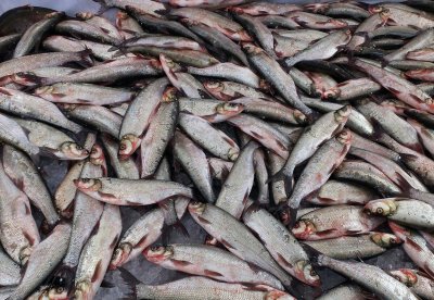 钓翘嘴鱼的最佳时间 翘嘴在什么时间和温度下钓合适