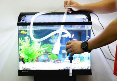 鱼缸怎么换水才清澈呢 鱼缸换水和清理的正确方法
