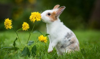 男生本命年兔年要佩戴什么 男生本命年兔年可以戴什么