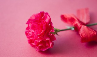 盆栽康乃馨冬天怎么养护 冬天的康乃馨怎么养