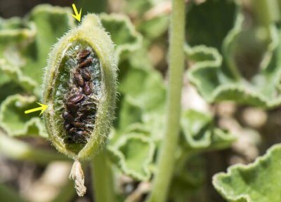 农作物药害是怎样造成的 产生药害原因及补救恢复方法