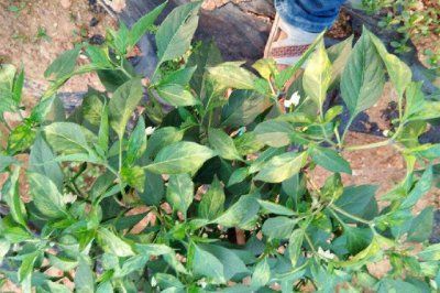 辣椒叶上长白色虫怎么办 辣椒苗长枝叶上小白虫防治方法