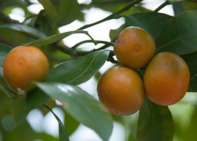 门前能种桔子树吗 门前可以种桔子树吗