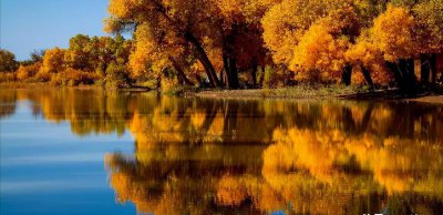 世界上最古老的树活了多少年 记录最古老树种在哪里