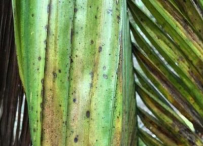 槟榔种植中常见病害 槟榔病虫害防治技术与方法措施