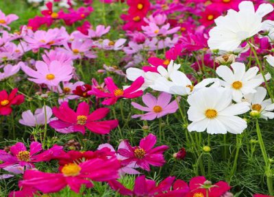 格桑花寓意 格桑花的寓意和象征