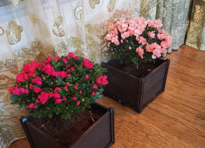 盆栽西洋杜鹃适合什么盆 室内养杜鹃用多大的盆最好