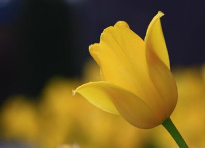 郁金香花语是什么意思 粉橙黄郁金香花代表什么含义