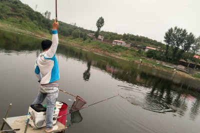 鲤鱼喜欢吃什么味型的饵料 钓鲤鱼用什么样的饵料最好