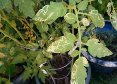 番茄黄叶是什么原因 出现黄叶怎么回事