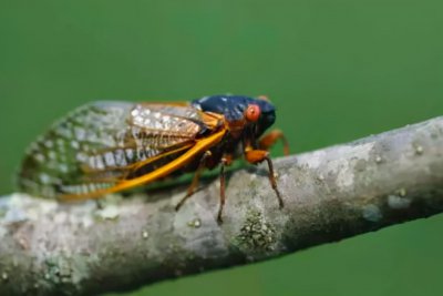 知了为什么要一直叫个不停 夏天蝉叫得越厉害的原因