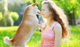 狗狗兔肉吃多了会怎样 狗狗兔肉吃多了会如何呢
