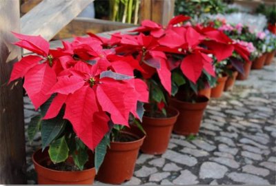 一品红花有毒吗家里可以养吗 家里养一品红花卉注意事项