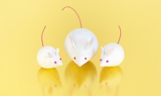 属鼠的跟属狗的合不合财 属鼠的跟属狗的合财吗