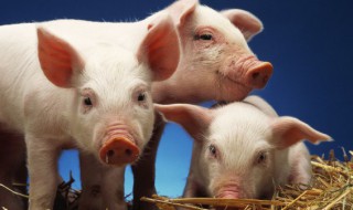 小香猪怎么辨认好坏 小香猪的辨认方法