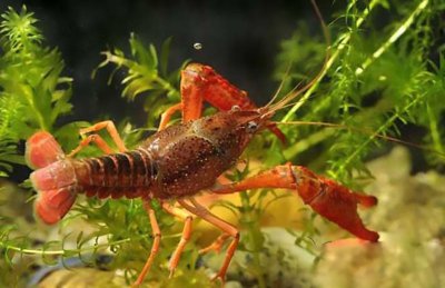 小龙虾的由来历史及发展过程 小龙虾最早出现在我国哪里