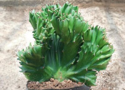 麒麟树值钱 麒麟树值钱吗