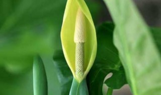 水观音怎么养才能更旺盛 如何养殖水观音