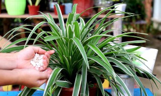 吊兰的种植方法和养护方法 吊兰如何种植