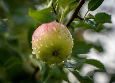 果树几天浇一次水比较好 刚种上的果树一天浇几次水