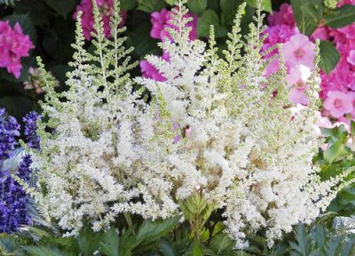 落新妇开花后怎么处理 落新妇花谢后怎么修剪