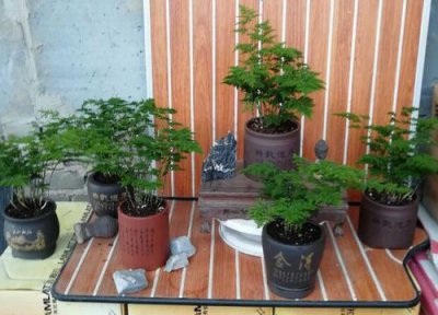 云竹怎么修剪好看 云竹什么时候修剪合适