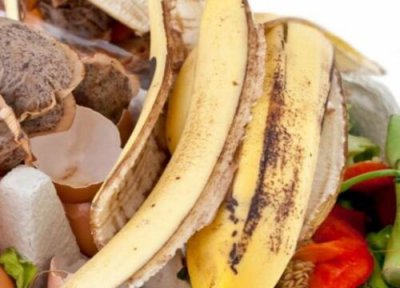 香蕉树能做肥料吗 香蕉皮如何养发财树肥力好